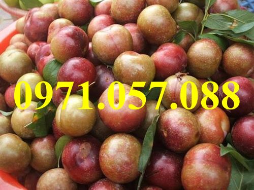 GIỐNG CÂY MẬN HẬU